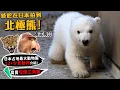 Lagu 【從零開始養】北極熊!終於在日本拍到北極熊!日本占地最大動物園!有天狗?12+少見動物介紹!小熊咬爆三角錐!日本橫濱動物園!【許伯簡芝】