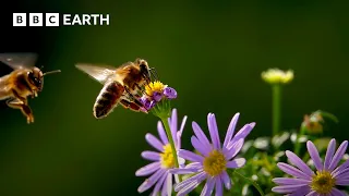 The Unexpected Benefits of Rewilding Your Garden | Speed & Scale | BBC Earth