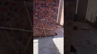 صنع طياره نجمه في عشر ثواني 