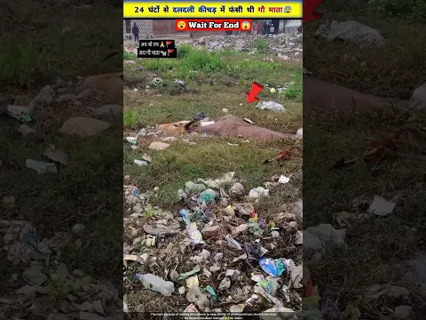 दलदली कीचड़ में फंसे गौ माता की बचाई जान 🥺🙏