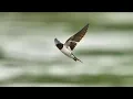 Swallow tracking flight