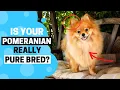 How to Identify a Pure-Bred Pomeranian Puppy