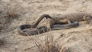 Its difficult for Black Cobra Snake to penetrate his Fangs into the Lizard's top skin