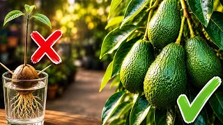 How to Grow an Avocado Tree That Actually Produces Fruit