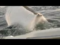 Download Lagu Great White Shark attacks boat in Tasmania, Australia. Original Footage
