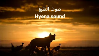 صوت الضبع             دندنها