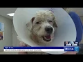 12 News Poodle Found with Pellet Wounds Silent Witness Case