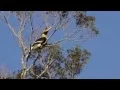 Download Lagu Seperti apa suara burung rangkong besar?
