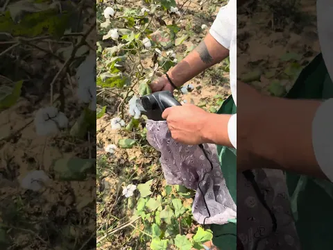 कपास चुगाई मशीन का कमाल! 😲🚜 #cottonpicking #likeforlikes #farming #shorts #viralshorts