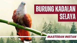 masteran kadalan selaya 10 menit gacor