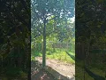 Download Lagu di bukit indah berbunga