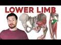 Download Lagu How to Remember Every Muscle of the Lower Limb and Leg | Corporis