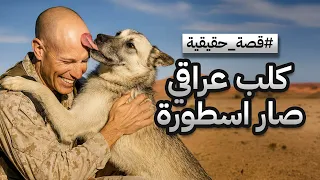 كلب عراقي صار اسطورة From War To Love The Story Of Nubs 
