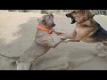 Rambo or Tyson fight