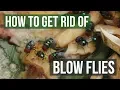 How to Get Rid of Blow Flies 4 Easy Steps