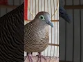 Download Lagu Burung tekukur lokal punya suara topcer yang jernih untuk umpan yang langsung bereaksi #shorts