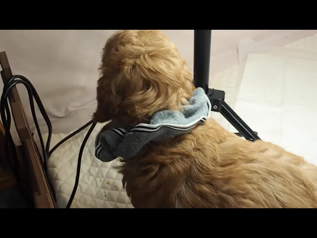 動画