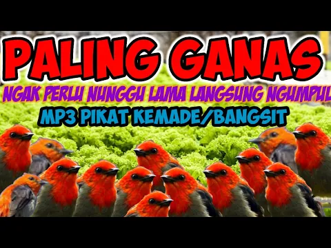 Download MP3 suara ribut kemade/bangsit paling manjur(MKM kicau mania)