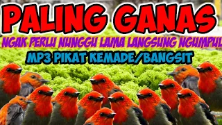 suara ribut kemade bangsit paling manjur mkm kicau mania 