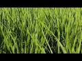 Download Lagu Suara kodok Asli merdu di sawah