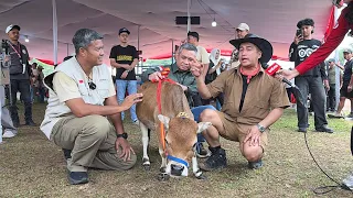 JUARA KONTES SAPI PRESIDEN KELAS SAPI UNIK🔥