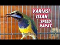 Download Lagu Masteran Cungkok full materi variasi gereje, Kunti, besetan tajam