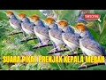 Download Lagu suara pikat burung prenjak kepala merah ribut