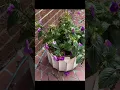 Download Lagu Legacy in Bloom: Plant Growing Out of a Brick Wall #plantlegacy #urbangardening