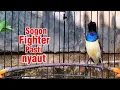 Lagu SOGON fighter pasti respon nyaut aktif bunyi 