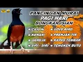 Download Lagu 🔴 LIVE 20 - Pancingan Murai Batu Pagi Hari Full Isian Tembakan Panjang Murai Lain Pasti Emosi