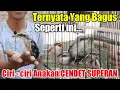 Download Lagu Ternyata Seperti Ini CIRI - CIRI ANAKAN CENDET KUALITAS SUPER