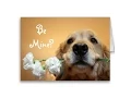 Coming Soon to PAWS of Dearborn County Golden Retriever mix puppies