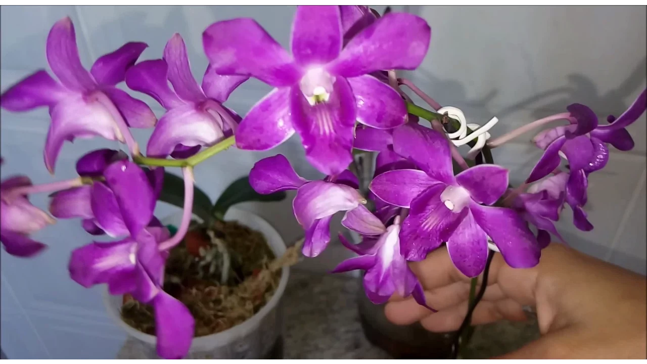 COMO AS ORQUÍDEAS NO VASO COM RESERVATÓRIO ESTÃO!!!!