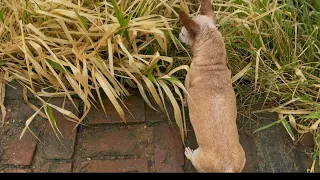 Pinscher encontrou galinha chocando 
