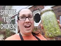 Sprouts for the Chickens