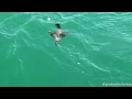 Great White Shark attacks Cape Fur Seal Pup