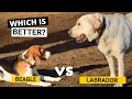 Beagle vs Labrador - Which is Better