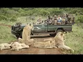 Download Lagu AFRICAN SAFARI 4K | Incredible Big Five animal sightings (Kruger National Park)