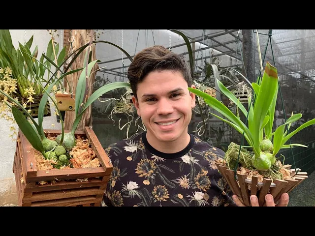 COMO PLANTAR ORQUÍDEAS ENCYCLIA