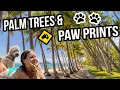 Kuranda to Coast with Pets Cairns Dog-Friendly Beaches Bars Rainforest Escapes Tropical FNQ