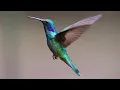 Download Lagu Hummingbird Calls | Hummingbird Sounds | Hummingbirds Chirping | Harmonic Healing Sounds