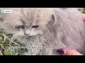 A Kitten Was Crying for Help by the Stream, and Luckily I Heard Him!
