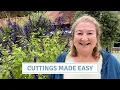 Download Lagu How to Get FREE Plants | Cuttings That Work! // Cottoverdi