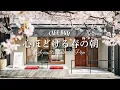 Lagu [Spring Cafe☕BGM Kerja] Pagi Sakura Bermekaran🌸 Musik Barat Akustik Santai🎧 4 Jam