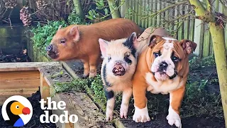 Bulldog Raised With Pigs Has No Idea He's Different | The Dodo
