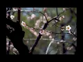 Massenet - Elegie - O doux printemps d'autrefois [오 달콤했던 지난 봄이여] - Joshua Bell