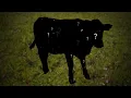 Whiteside County Stolen Steer Our QC Crime Watch Episode 34