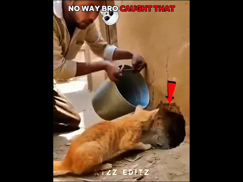 Crazy Cat Reflexes 💀