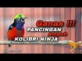 Lagu PANCINGAN KONIN GACOR FULL ISIAN TEMBAKAN MEWAH COCOK BUAT MATERI KOLIBRI NINJA MUDA IJOAN-PASTOL