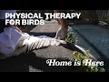Download Lagu Terapi Fisik untuk Burung | PBS HAWAIʻI